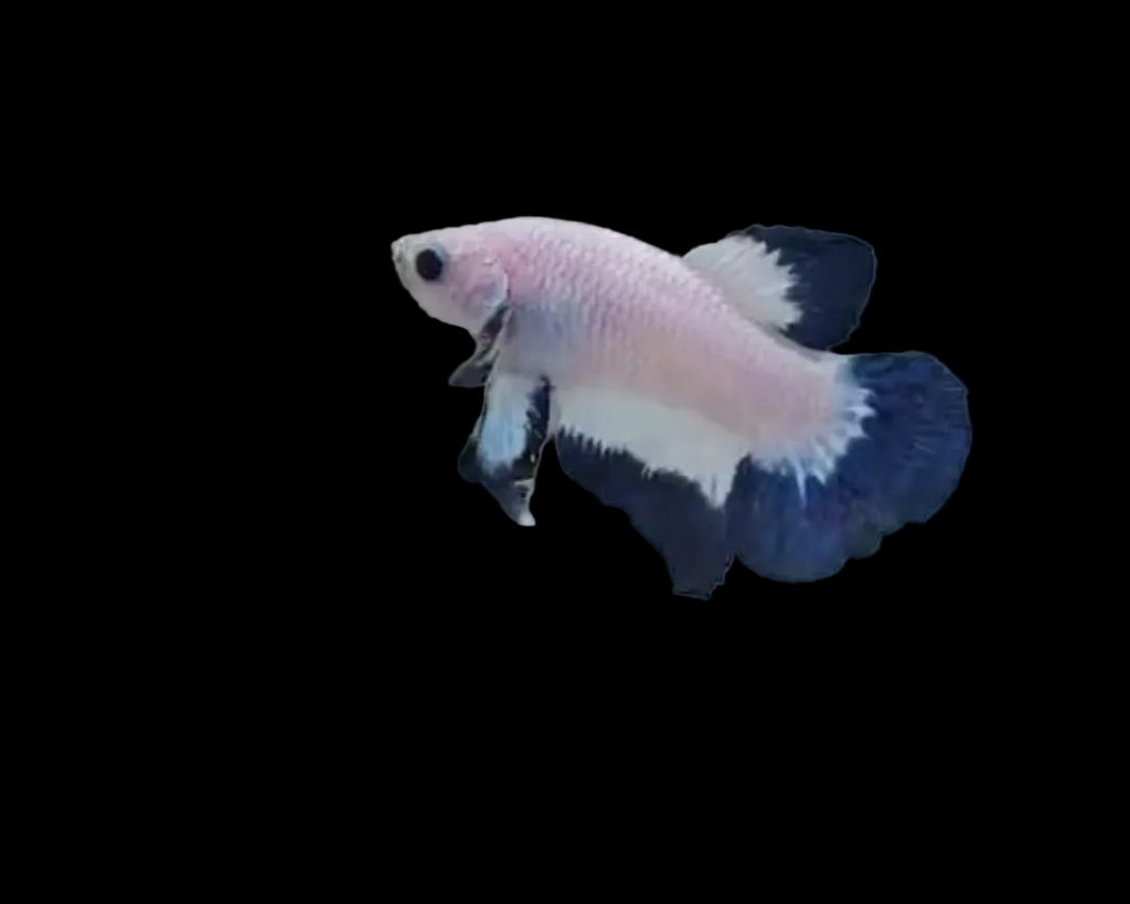 Blue Rim Bicolour HMPK Male Betta