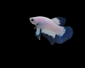 Blue Rim Bicolour HMPK Male Betta