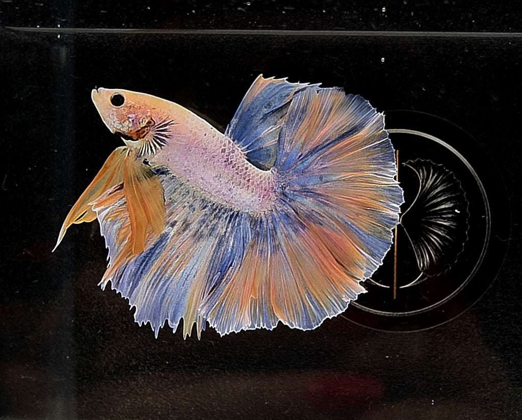 Halfmoon Yellow Pastel Rosetail Male Betta Fish (SPC-OTH-M-013)