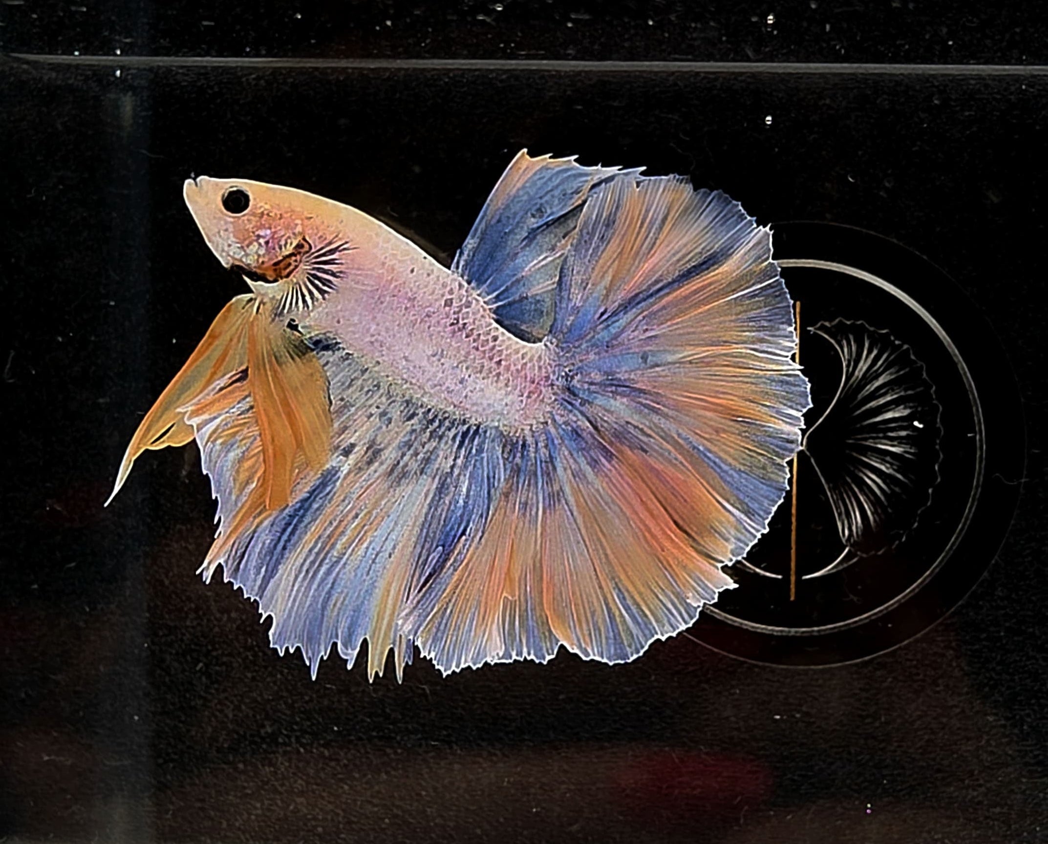 Halfmoon Yellow Pastel Rosetail Male Betta Fish (SPC-OTH-M-013)