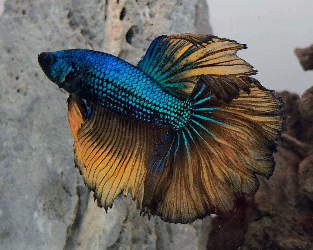 Male Halfmoon Blue Metallic Mustard Gas Betta Fish (SPC-MSG-M-003)
