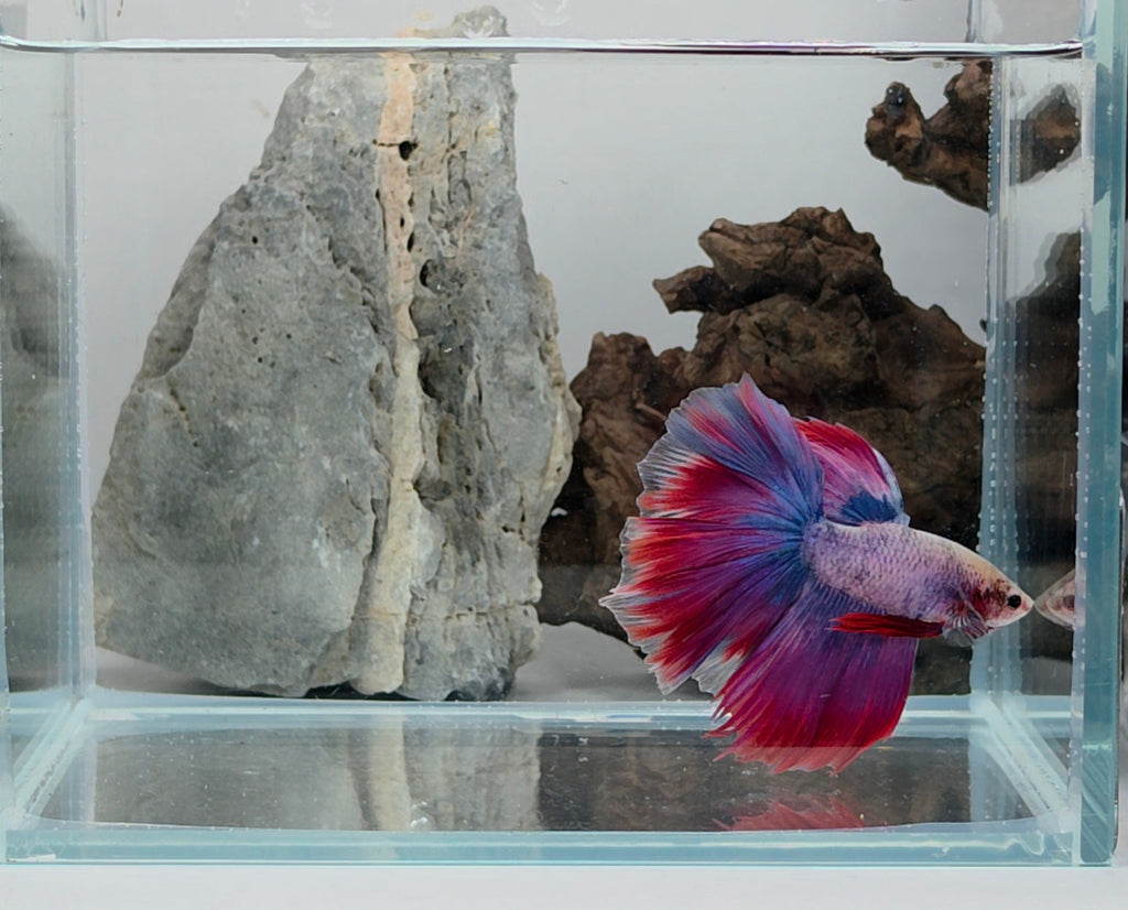 Halfmoon Pastel Spectral Male Betta Fish (SPC-OTH-M-011)