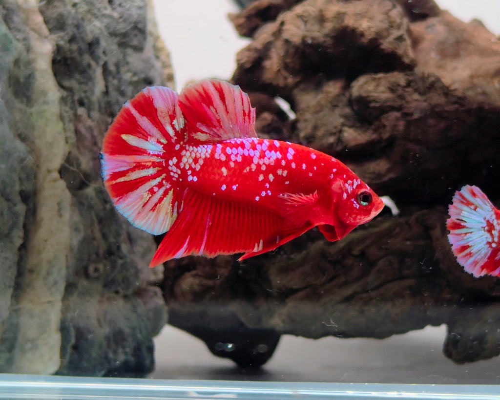 Red Barongsai Halfmoon Plakat Male Betta Fish