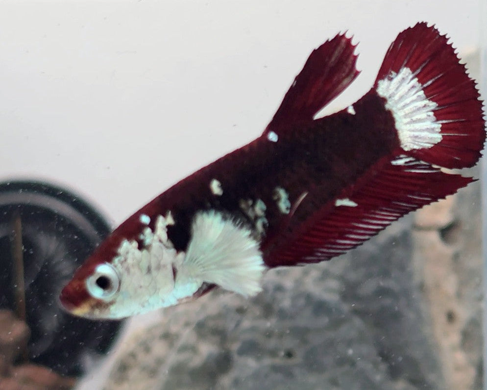 Hantengu (Red Black Mamba) Halfmoon Female Betta | WYSIWYG