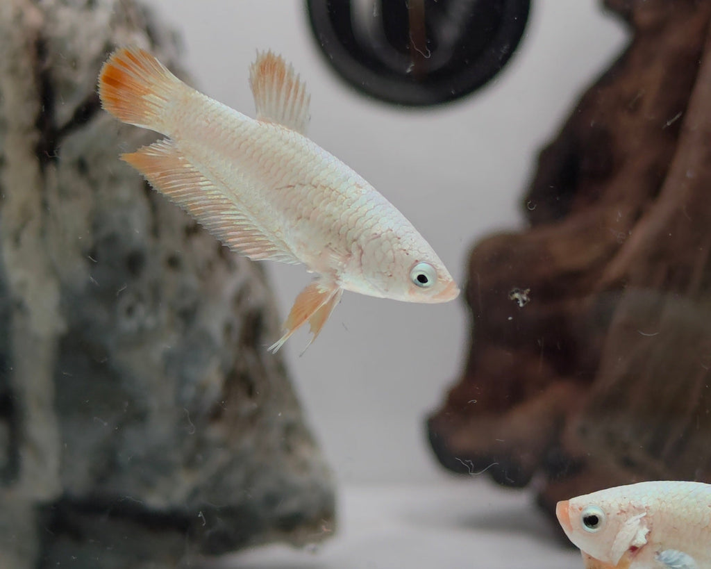 Yellow Snow Dragon HMPK Betta Fish Female (LGT-OTH-F-008)