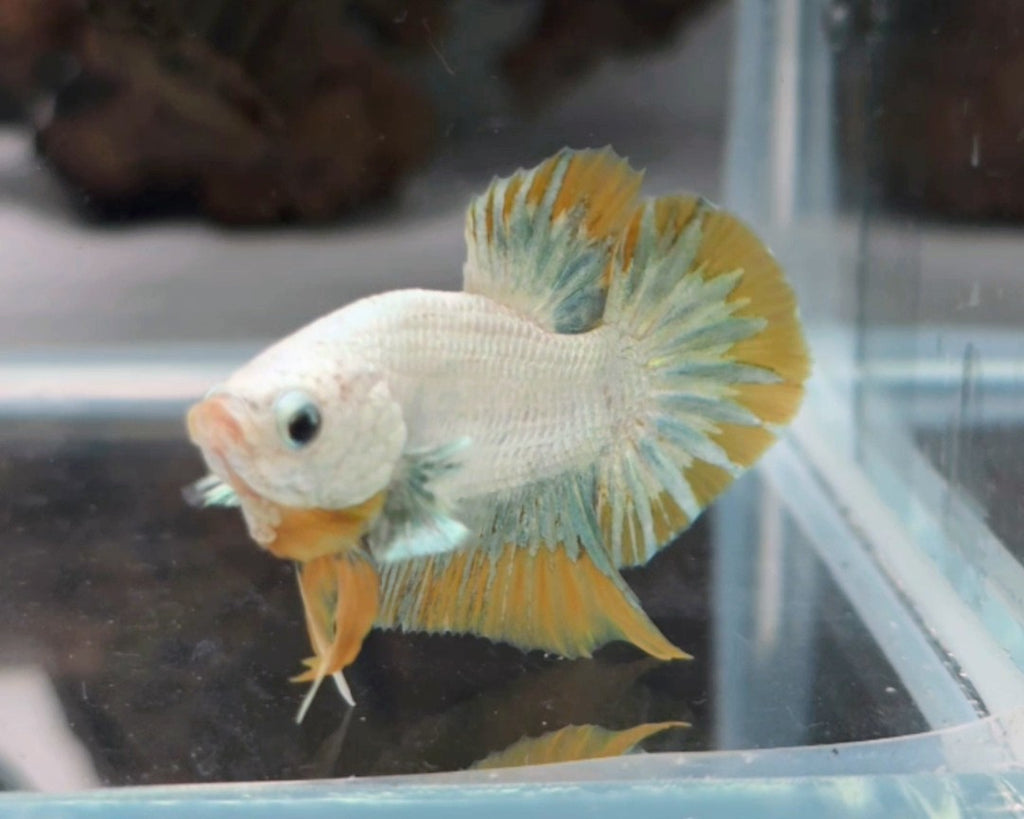 Male Yellow Snow Dragon HMPK Betta Fish (LGT-OTH-M-005)