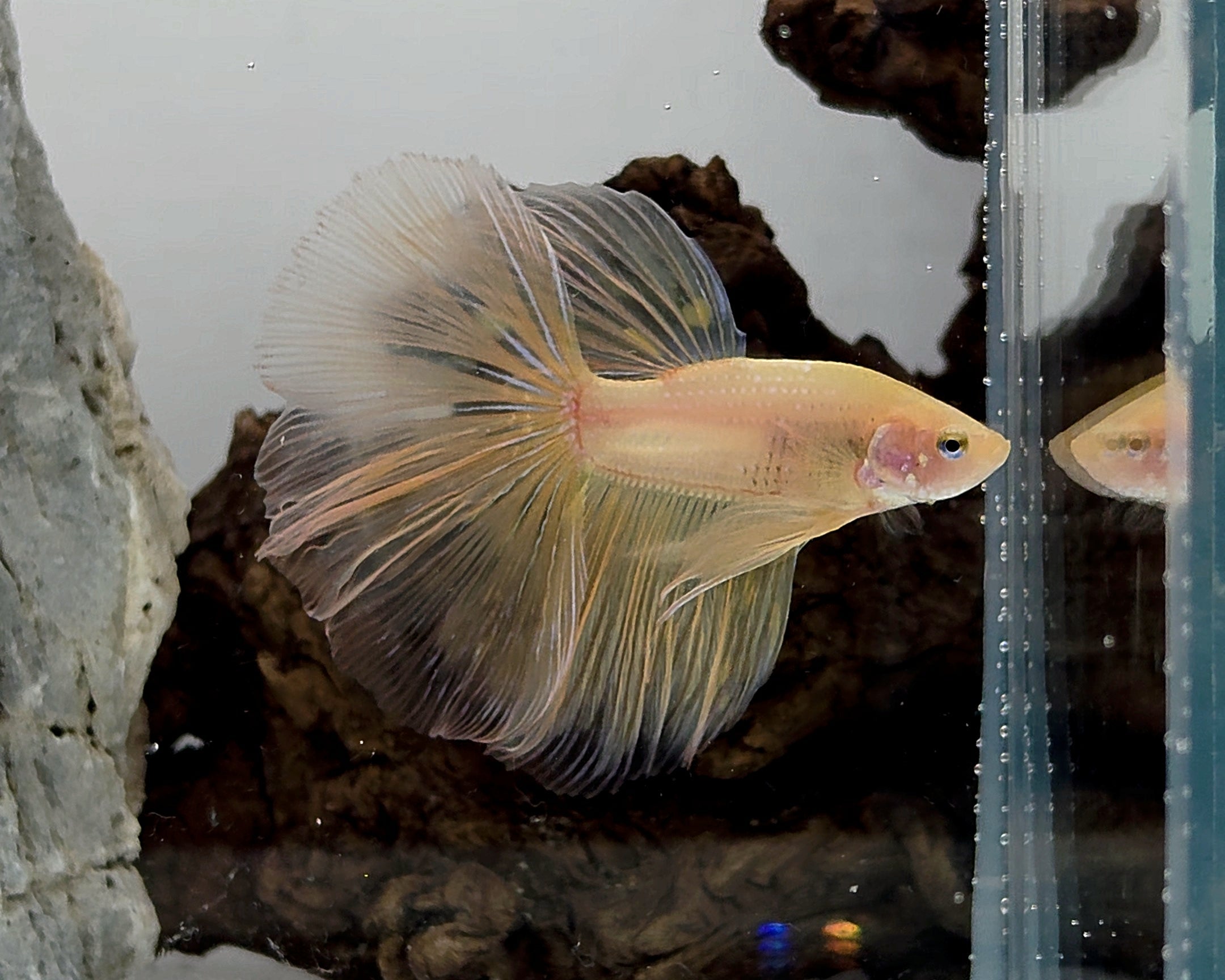 Halfmoon Yellow Cellophane Male Betta Fish (SPC-OTH-M-014)