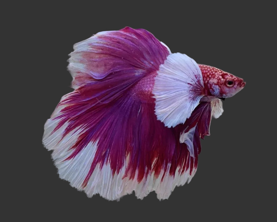 Purple Dumbo Halfmoon Male Betta