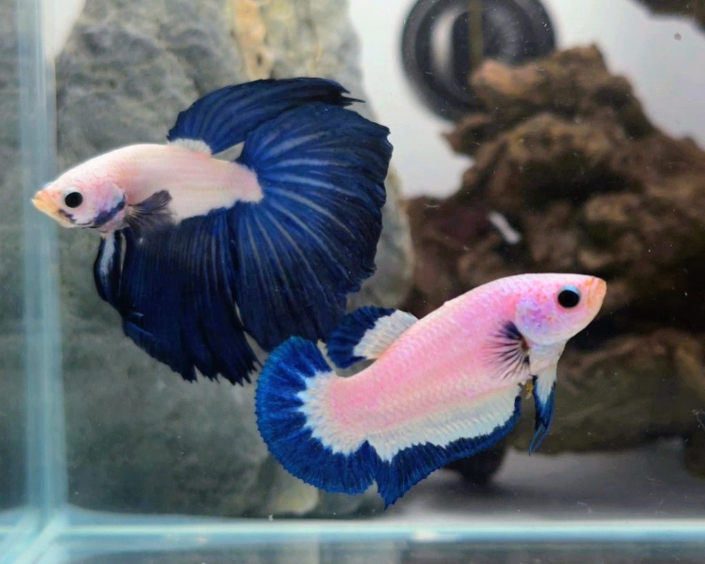 Male Halfmoon Blue Rim Betta Fish (LGT-BRB-M-006)