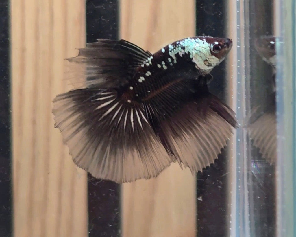 Black Samurai Halfmoon Male Betta | WYSIWYG