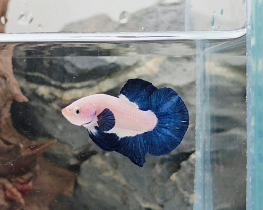 Blue Rim HMPK Male Betta