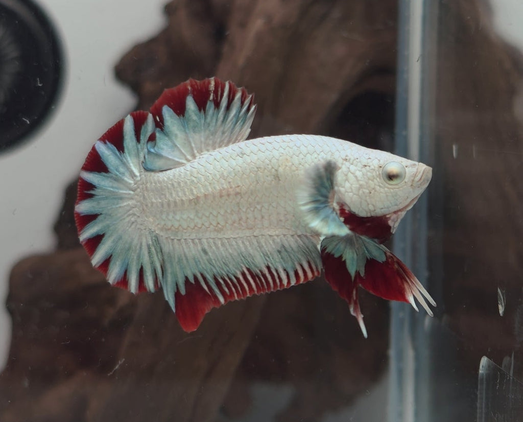 Male Red Dragon Snow HMPK Betta Fish (LGT-OTH-M-007)