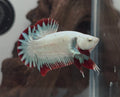 Male Red Dragon Snow HMPK Betta Fish (LGT-OTH-M-007)