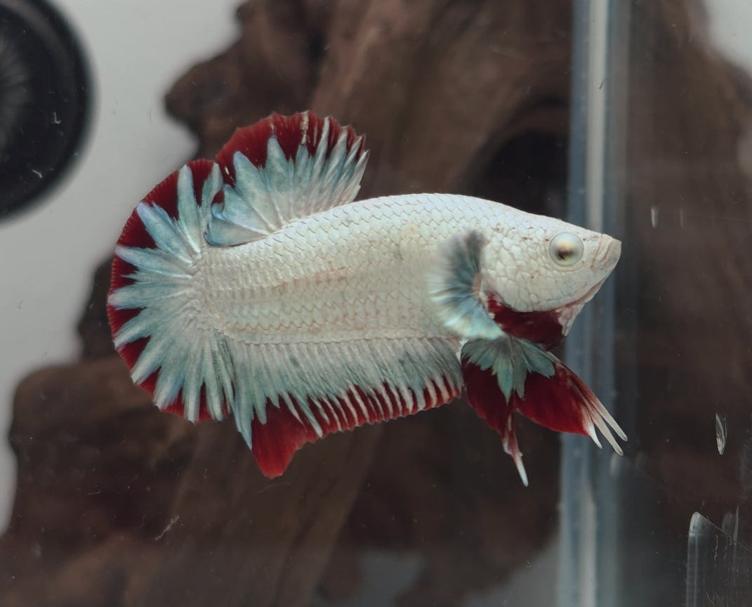 Male Red Dragon Snow HMPK Betta Fish (LGT-OTH-M-007)