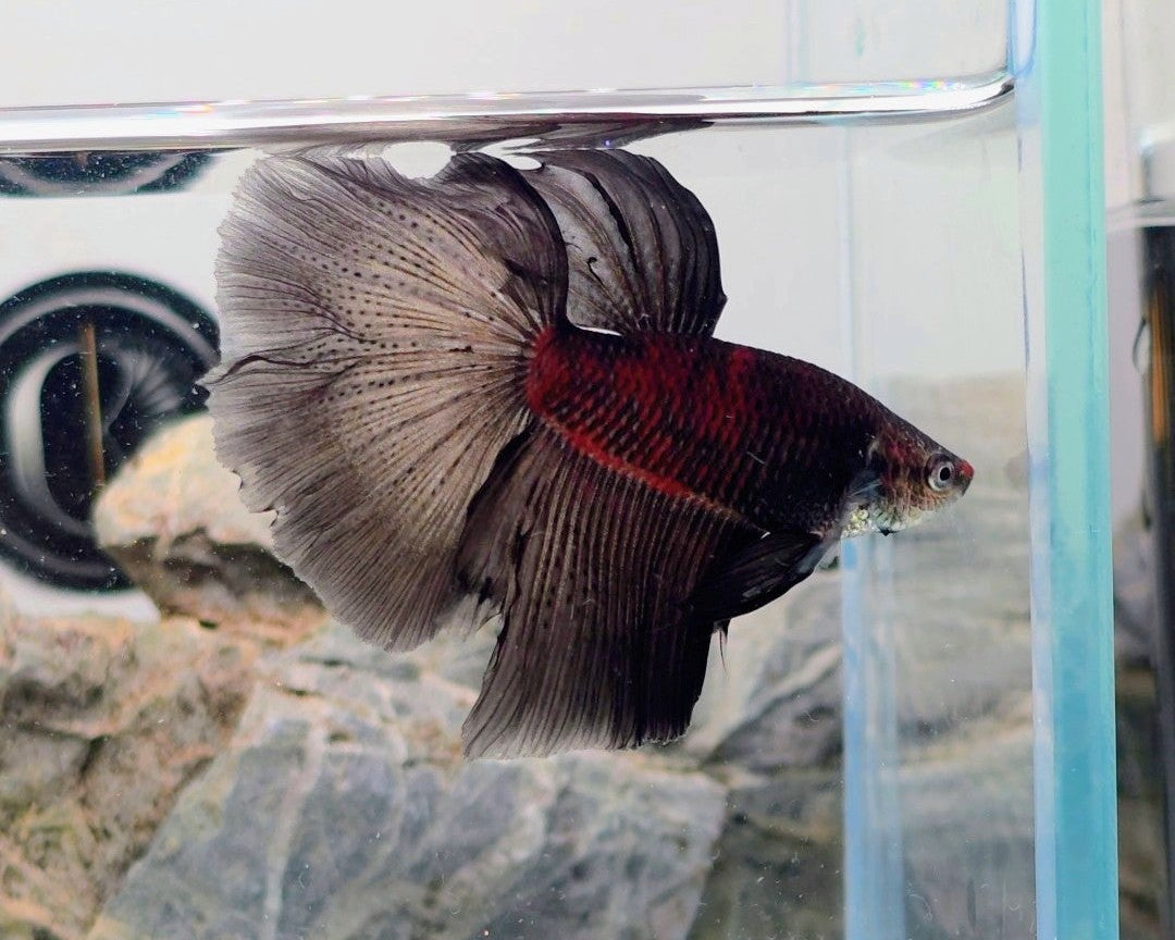 Premium Black Mamba Halfmoon Betta Male | WYSIWYG