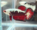 Hantengu (Red Black Samurai) Halfmoon Female Betta | WYSIWYG