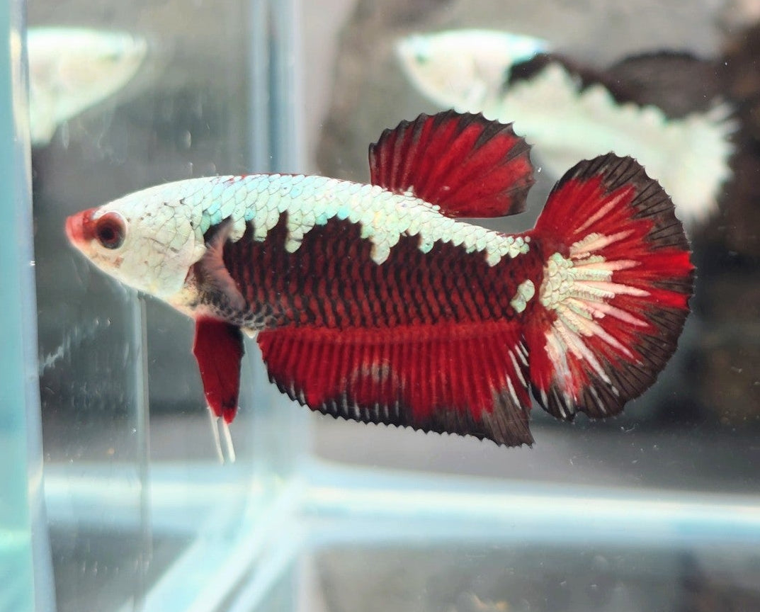 Hantengu (Red Black Samurai) Halfmoon Female Betta | WYSIWYG